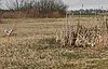 Wiesenbrüterlehrpfad Donaumoos Bild-6